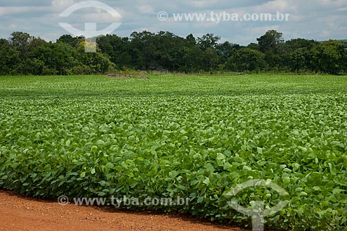  Subject: Soybeans plantation / Place: Rondonopolis city - Mato Grosso state (MT) - Brazil / Date: 12/2011 