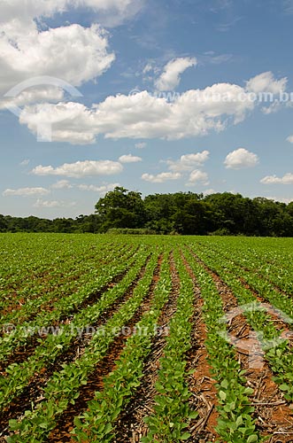  Subject: Soybeans plantation / Place: Rondonopolis city - Mato Grosso state (MT) - Brazil / Date: 12/2011 