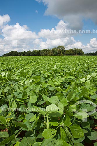  Subject: Soybeans plantation / Place: Rondonopolis city - Mato Grosso state (MT) - Brazil / Date: 12/2011 