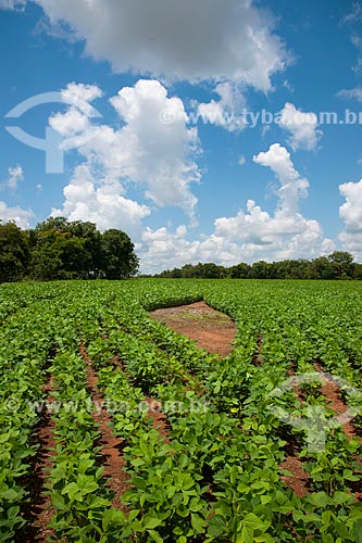  Subject: Soybeans plantation / Place: Rondonopolis city - Mato Grosso state (MT) - Brazil / Date: 12/2011 