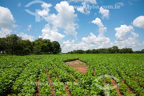  Subject: Soybeans plantation / Place: Rondonopolis city - Mato Grosso state (MT) - Brazil / Date: 12/2011 