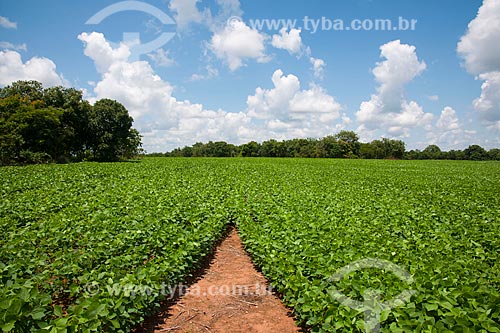  Subject: Soybeans plantation / Place: Rondonopolis city - Mato Grosso state (MT) - Brazil / Date: 12/2011 