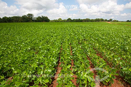  Subject: Soybeans plantation / Place: Rondonopolis city - Mato Grosso state (MT) - Brazil / Date: 12/2011 