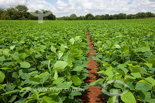  Subject: Soybeans plantation / Place: Rondonopolis city - Mato Grosso state (MT) - Brazil / Date: 12/2011 