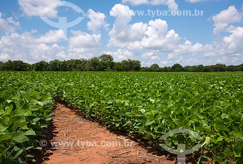  Subject: Soybeans plantation / Place: Rondonopolis city - Mato Grosso state (MT) - Brazil / Date: 12/2011 
