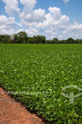  Subject: Soybeans plantation / Place: Rondonopolis city - Mato Grosso state (MT) - Brazil / Date: 12/2011 