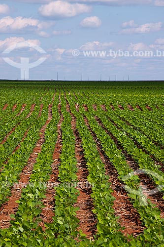  Subject: Soybeans plantation / Place: Rondonopolis city - Mato Grosso state (MT) - Brazil / Date: 12/2011 