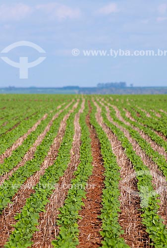 Subject: Soybeans plantation / Place: Rondonopolis city - Mato Grosso state (MT) - Brazil / Date: 12/2011 