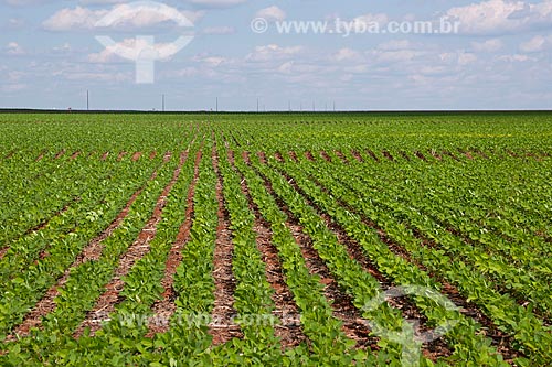  Subject: Soybeans plantation / Place: Rondonopolis city - Mato Grosso state (MT) - Brazil / Date: 12/2011 