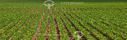  Subject: Soybeans plantation / Place: Rondonopolis city - Mato Grosso state (MT) - Brazil / Date: 12/2011 