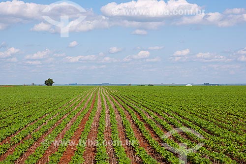  Subject: Soybeans plantation / Place: Rondonopolis city - Mato Grosso state (MT) - Brazil / Date: 12/2011 