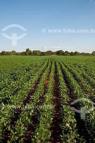  Subject: Soybeans plantation / Place: Rondonopolis city - Mato Grosso state (MT) - Brazil / Date: 12/2011 