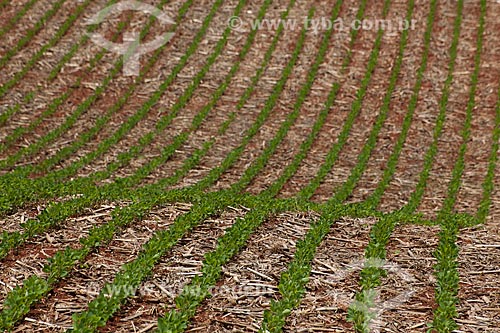  Subject: Soybeans plantation / Place: Rondonopolis city - Mato Grosso state (MT) - Brazil / Date: 12/2011 
