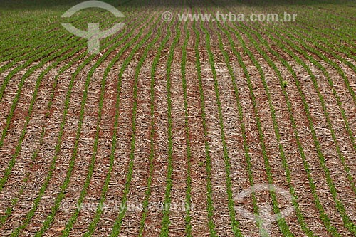  Subject: Soybeans plantation / Place: Rondonopolis city - Mato Grosso state (MT) - Brazil / Date: 12/2011 