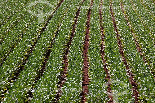  Subject: Soybeans plantation / Place: Rondonopolis city - Mato Grosso state (MT) - Brazil / Date: 12/2011 