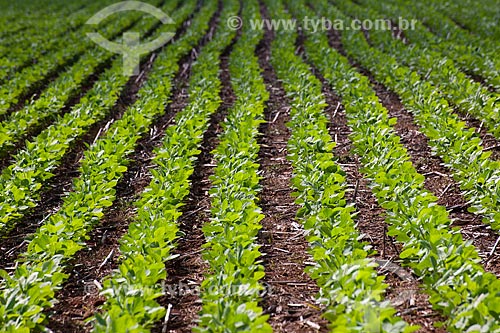  Subject: Soybeans plantation / Place: Rondonopolis city - Mato Grosso state (MT) - Brazil / Date: 12/2011 