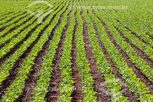  Subject: Soybeans plantation / Place: Rondonopolis city - Mato Grosso state (MT) - Brazil / Date: 12/2011 