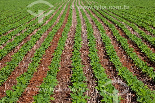  Subject: Soybeans plantation / Place: Rondonopolis city - Mato Grosso state (MT) - Brazil / Date: 12/2011 