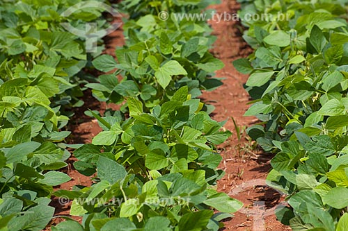  Subject: Soybeans plantation / Place: Rondonopolis city - Mato Grosso state (MT) - Brazil / Date: 12/2011 