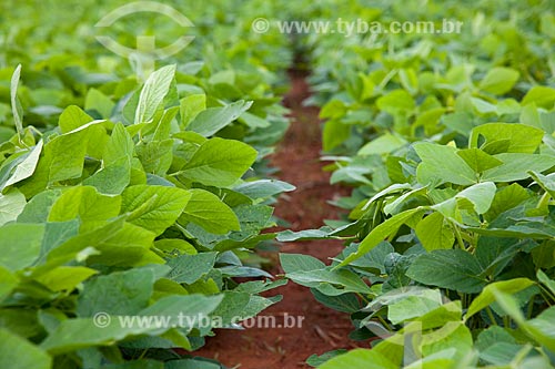  Subject: Soybeans plantation / Place: Rondonopolis city - Mato Grosso state (MT) - Brazil / Date: 12/2011 