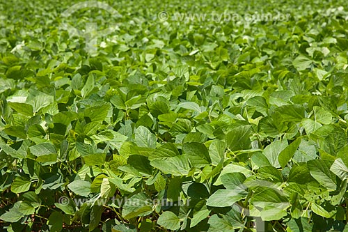  Subject: Soybeans plantation / Place: Rondonopolis city - Mato Grosso state (MT) - Brazil / Date: 12/2011 