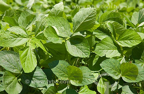  Subject: Soybeans plantation / Place: Rondonopolis city - Mato Grosso state (MT) - Brazil / Date: 12/2011 
