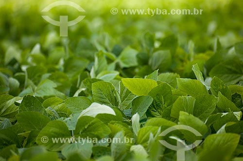  Subject: Soybeans plantation / Place: Rondonopolis city - Mato Grosso state (MT) - Brazil / Date: 12/2011 