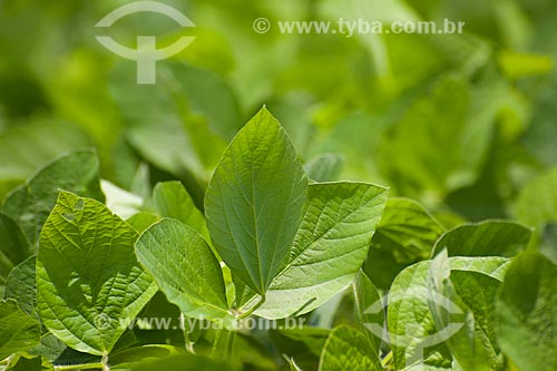  Subject: Soybeans plantation / Place: Rondonopolis city - Mato Grosso state (MT) - Brazil / Date: 12/2011 