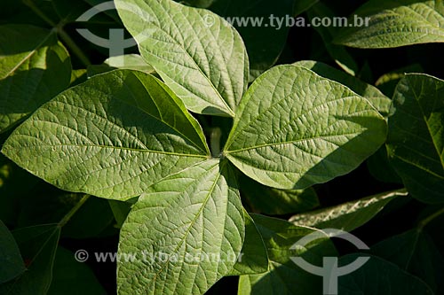  Subject: Soybeans plantation / Place: Rondonopolis city - Mato Grosso state (MT) - Brazil / Date: 12/2011 