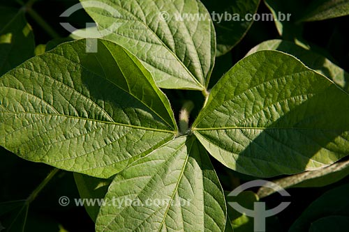  Subject: Soybeans plantation / Place: Rondonopolis city - Mato Grosso state (MT) - Brazil / Date: 12/2011 