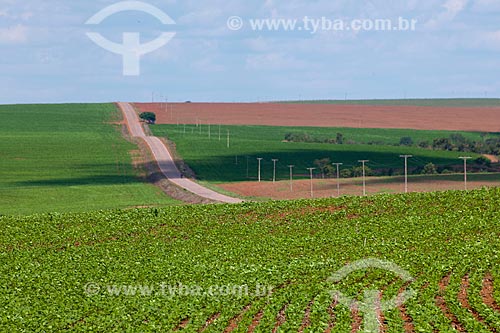  Subject: Soybeans plantation / Place: Rondonopolis city - Mato Grosso state (MT) - Brazil / Date: 12/2011 