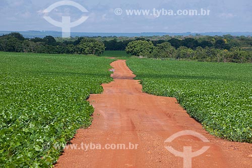  Subject: Soybeans plantation / Place: Rondonopolis city - Mato Grosso state (MT) - Brazil / Date: 12/2011 