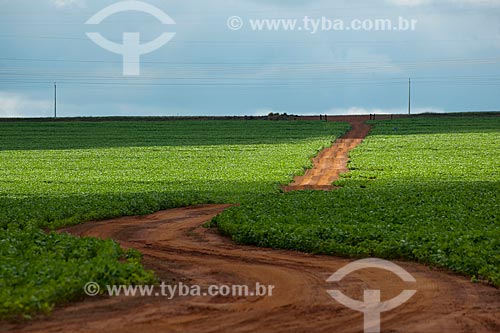  Subject: Soybeans plantation / Place: Rondonopolis city - Mato Grosso state (MT) - Brazil / Date: 12/2011 