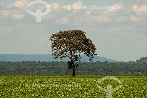  Subject: Soybean planting with native forest in the background / Place: Rondonopolis city - Mato Grosso state (MT) - Brazil / Date: 12/2011 