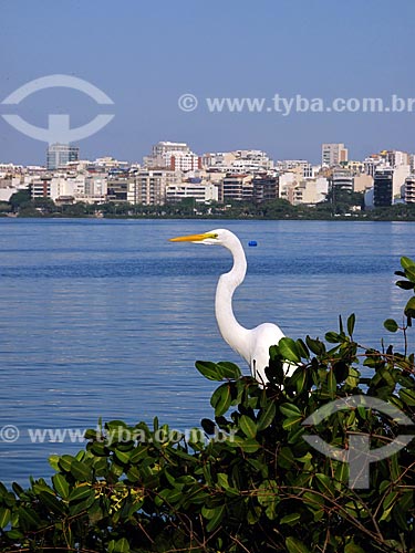  Subject: Heron on the edge of Rodrigo de Freitas Lagoon / Place: Lagoa neighborhood - Rio de Janeiro city - Rio de Janeiro state (RJ) - Brazil / Date: 05/2012 