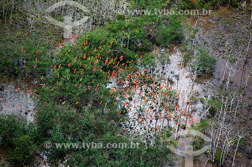  Subject: Scarlate ibis (Eudocimus ruber) flying in the Biological Reserve Lago Pirantuba (Pirantuba Lake) / Place: Amapa state (AP) - Brazil / Date: 04/2012 