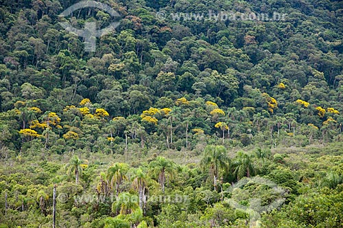  Subject: Forest of Acacias / Place: Apiai city - Sao Paulo state (SP) - Brazil / Date: 02/2102 