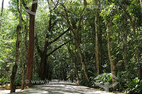  Subject: Trail in the Tijuca forest / Place: Rio de Janeiro city - Rio de Janeiro state (RJ) - Brazil / Date: 02/2012 