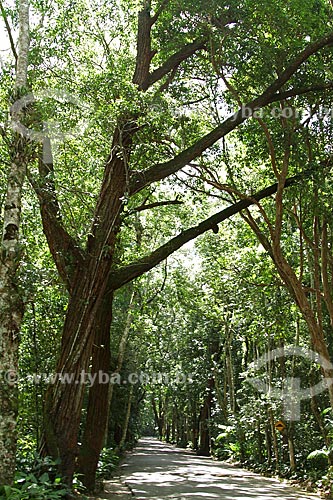  Subject: Trail in the Tijuca forest / Place: Rio de Janeiro city - Rio de Janeiro state (RJ) - Brazil / Date: 02/2012 