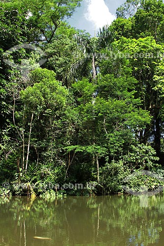  Subject: The Atlantic forest of the Tijuca Forest / Place: Rio de Janeiro city - Rio de Janeiro state (RJ) - Brazil / Date: 02/2012 