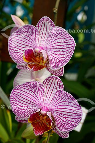  Subject: Orchid in the Botanical Garden / Place: Rio de Janeiro city - Rio de Janeiro state (RJ) - Brazil / Date: 09/2007 