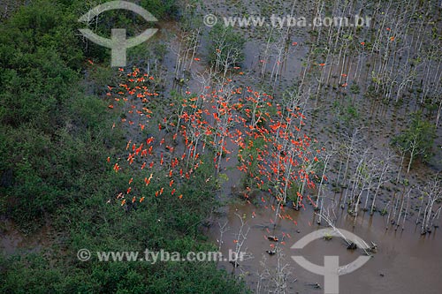  Subject: Scarlate ibis (Eudocimus ruber) flying in the Biological Reserve Lago Pirantuba (Pirantuba Lake) / Place: Amapa state (AP) - Brazil / Date: 04/2012 