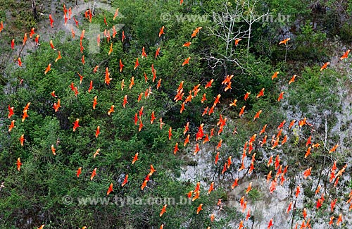  Subject: Scarlate ibis (Eudocimus ruber) flying in the Biological Reserve Lago Pirantuba (Pirantuba Lake) / Place: Amapa state (AP) - Brazil / Date: 04/2012 
