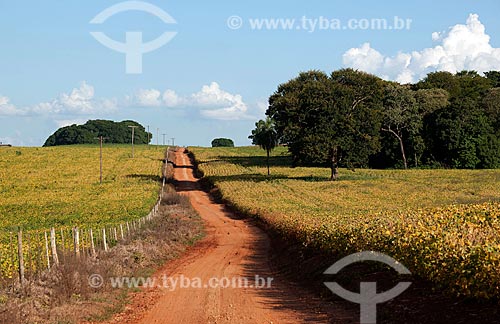  Subject: Dirt road in the middle the planting of soybeans / Place: Itabera city - Sao Paulo state (SP) - Brazil / Date: 02/2012 