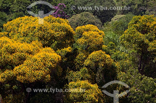  Subject: Flowering of Acacia (Acacia farnesiana) / Place: Taquarivai city - Sao Paulo state (SP) - Brazil / Date: 01/2012 