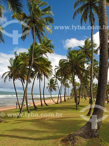  Subject: Coconut trees on Villas do Atlantico Beach / Place: Lauro de Freitas city - Bahia state (BA) - Brazil / Date: 07/2012 