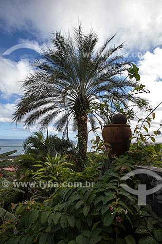  Subject: Palm tree on coast of Bahia / Place: Salvador city - Bahia state (BA) - Brazil / Date: 07/2012 