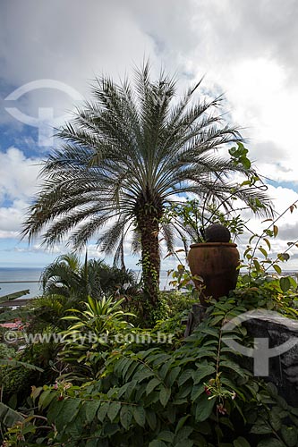  Subject: Palm tree on coast of Bahia / Place: Salvador city - Bahia state (BA) - Brazil / Date: 07/2012 