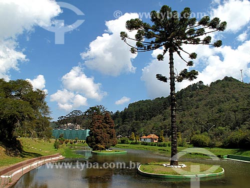  Subject: Araucaria and lagoon of Capivari Park / Place: Capivari neighborhood - Campos do Jordao city - Sao Paulo state (SP) - Brazil / Date: 09/2012 