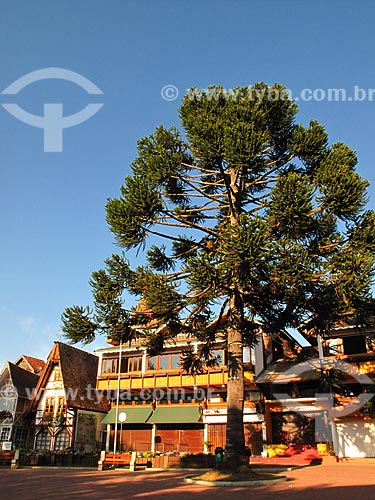  Subject: Araucaria on Capivari Square / Place: Capivari neighborhood - Campos do Jordao city - Sao Paulo state (SP) - Brazil / Date: 09/2012 